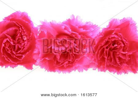 ดอกสีชมพู