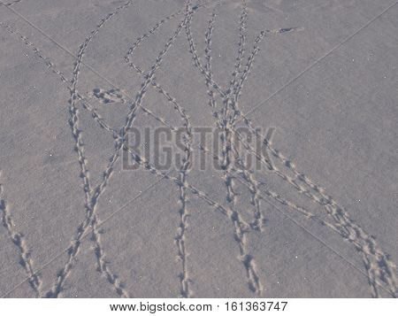 traces of unprecedented animals on friable new-fallen snow