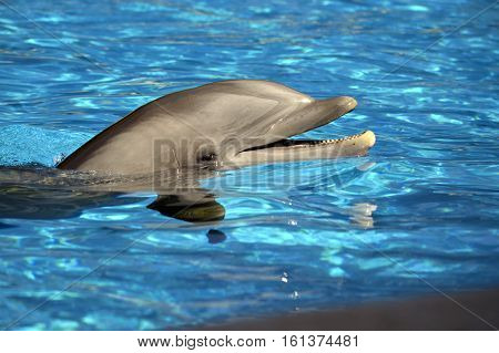 Bottlenose dolphin head Latin name Tursiops truncatus