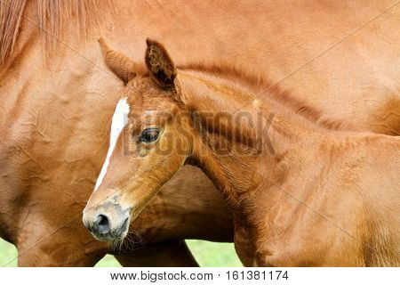 Thoroughbred few weeks old foal against her mother closeup