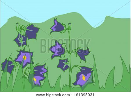 The violet  bluebells on  the green meadow.