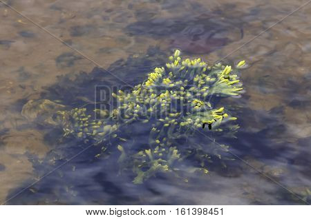 Seaweed floating in shallow water near mouth of Mattapoisett River
