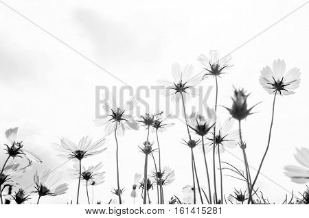 beautiful blooming cosmos flowers in the garden
