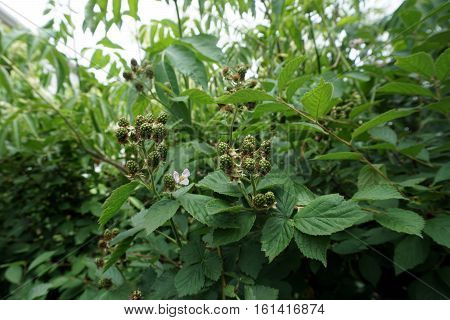 Blackberries ripen on thornless blackberry plants in a garden in Joliet, Illinois during June.