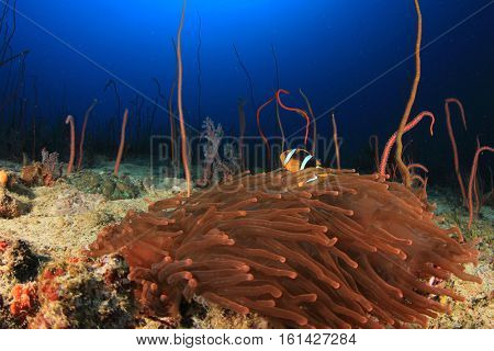 Clarke's Anemonefish (Clownfish) fish in fluorescent red sea anemone