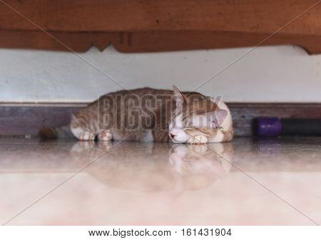 the salit cat is trying to sleep
