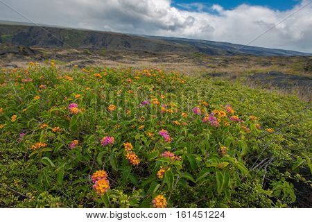 Blooming Flower In Lava Field
