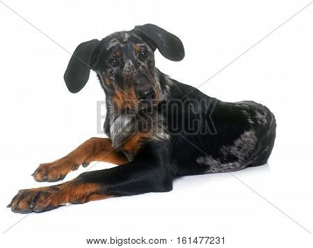 young beauceron in front of white background