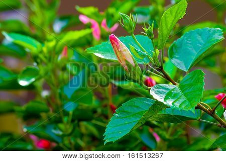 Reddish pink Hibiscus Flower in the garden
