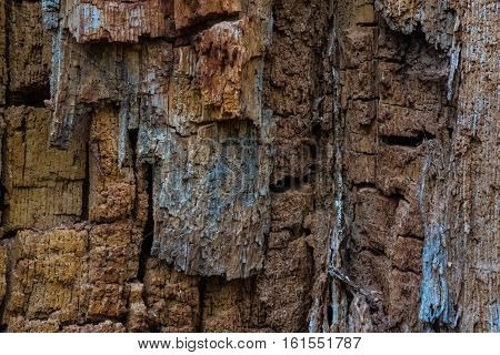 The Old And Mouldering  Bark Of  Tree