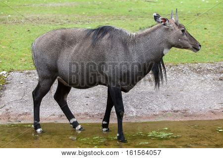 Nilgai (Boselaphus tragocamelus), also known as the nilgau or blue bull.
