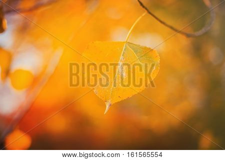 Yellow leaf close up with the sunny light in the Autumn