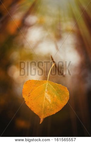 Yellow leaf close up with the sunny light in the Autumn
