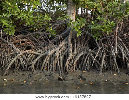 Mangroves Ecosystems Thailand