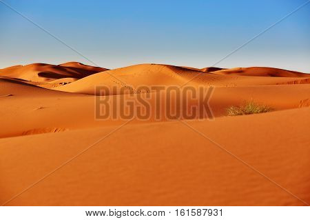 Sand Dunes In The Sahara Desert