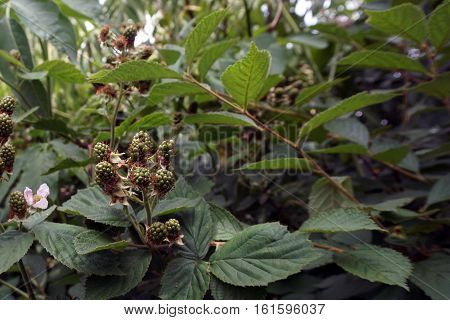 Blackberries ripen on thornless blackberry plants in a garden in Joliet, Illinois during June.