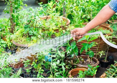 hand watering the plants in a garden