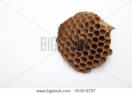 Larva wasp life cycle wasp (Vespula vulgaris) on vespiary isolated on white