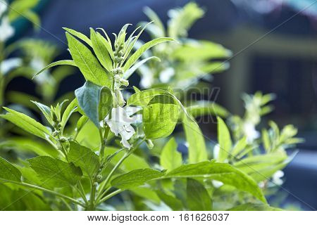 Sesame Plants With Flower