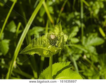 Blooming Cabbage or Siberian Thistle Cirsium oleraceum flower bud and leaves with bokeh background close-up selective focus shallow DOF