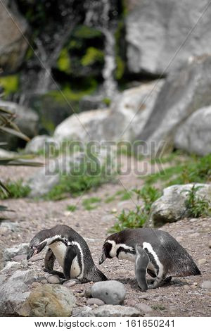 penguins in fota wildlife park near cobh county cork ireland