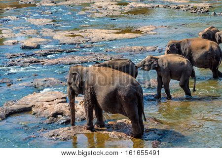 Elephants pack bathing in the river. National park. Pinnawala Elephant Orphanage. Sri Lanka.