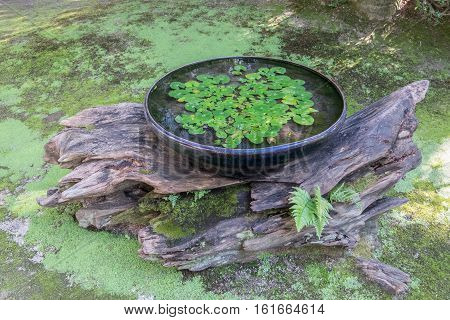 A Japanese water basin in Kyoto with green water plants