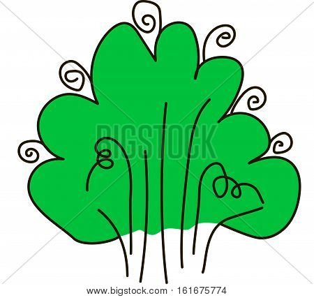 Lush curly green bush on a white background.
