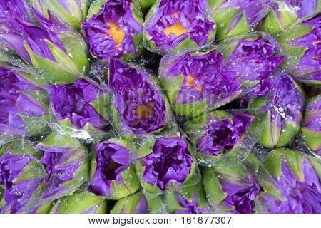 Violet lotus wrapped with plastic for sale at Pak Khlong Talat Bangkok's largest flower market