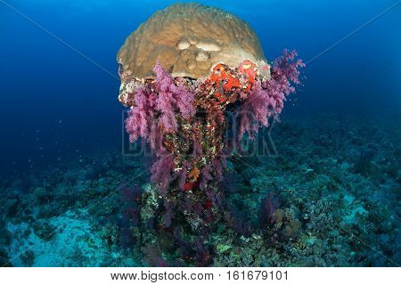 Coral Life Diving Sudan Soudan Red Sea Safari