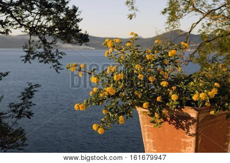 Yellow flowers in Anguillara over Bracciano lake Italy