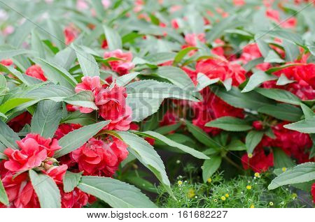 Red Garden Balsam Impatiens Balsamina Linn flower in garden