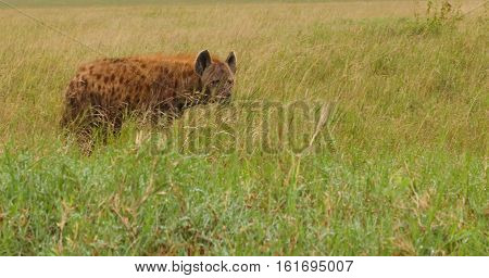 Wild animal, mammals, African Wild Dog in the grass.