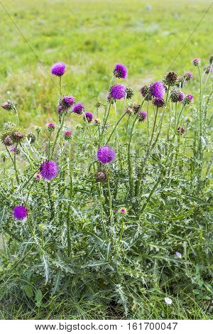 Thistle beaked (lat. Carduus uncinatus Bieb.). Wild medicinal plants of Siberia