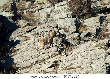 Capricorn climbs the mountain in russia taiga
