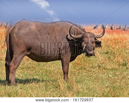 Isolated Cape Buffalo standing  with oxpeckers perched on head in Bumi National Park on the shore of Lake Kariba, Zimbabwe, Southern Africa