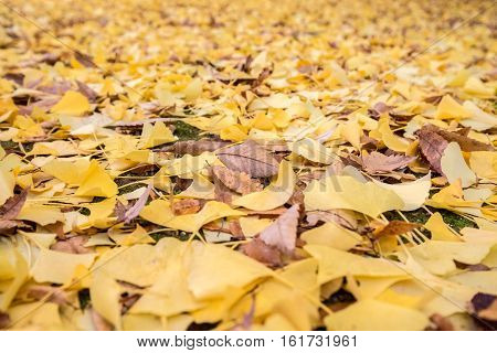 The ground covered with fallen yellow leaves