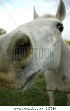 Nysgerrighed fik hesten