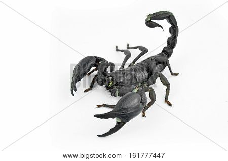 Scorpion Chang black are threatened acted on a white background.