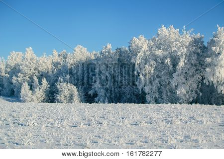 blue sky, winter forest and snow-covered field