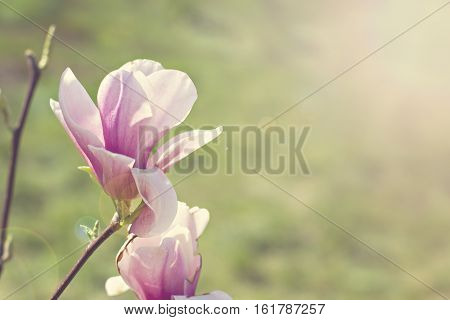 Blooming magnolia branch on a tree in the garden. Flowering magnolia tree densely covered with beautiful fresh pink flowers