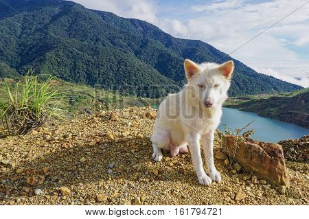 Dog standing on top of the hill with beautiful lake of Mamut Copper Mine,Kundasang,Ranau,Sabah,Malaysia.It is sunny day with wonderful surrounding of beautiful mountains.