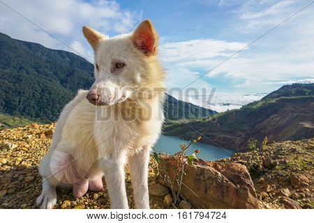 Dog standing on top of the hill with beautiful lake of Mamut Copper Mine,Kundasang,Ranau,Sabah,Malaysia.It is sunny day with wonderful surrounding of beautiful mountains.