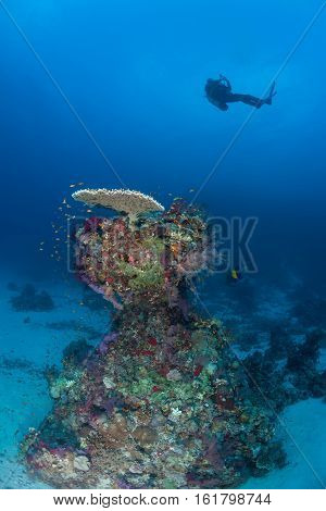 Diver Coral Life Diving Sudan Soudan Red Sea Safari