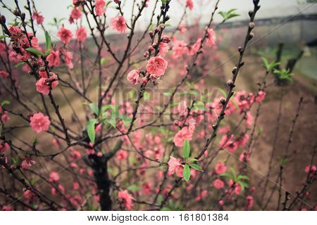 Light Pink Peach Blossoms In Spring Season