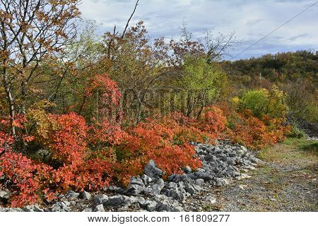 Autumn colours on display in the Carso karst limestone area of Friuli near Aurisina in north east Italy.