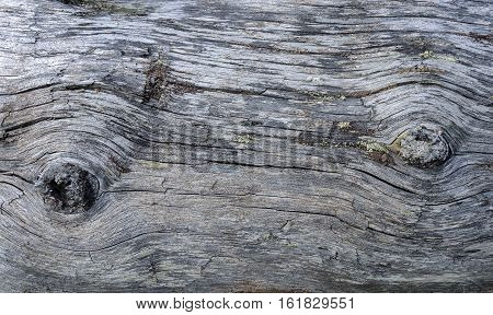 Fragment of old weathered log's background with knotes