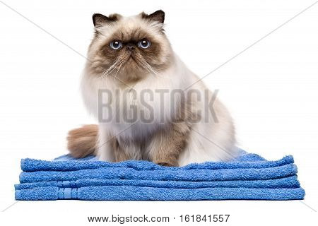 Cute groomed young persian seal colourpoint cat after bath is sitting on a blue towel - isolated on white background