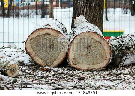 two stump of old poplar trees sawn off lie on snow near kindergarten