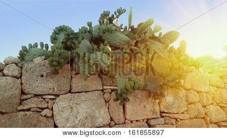 Typical Opuncia cactus bush with fruits of near the fence. Natural light. Sun light.
